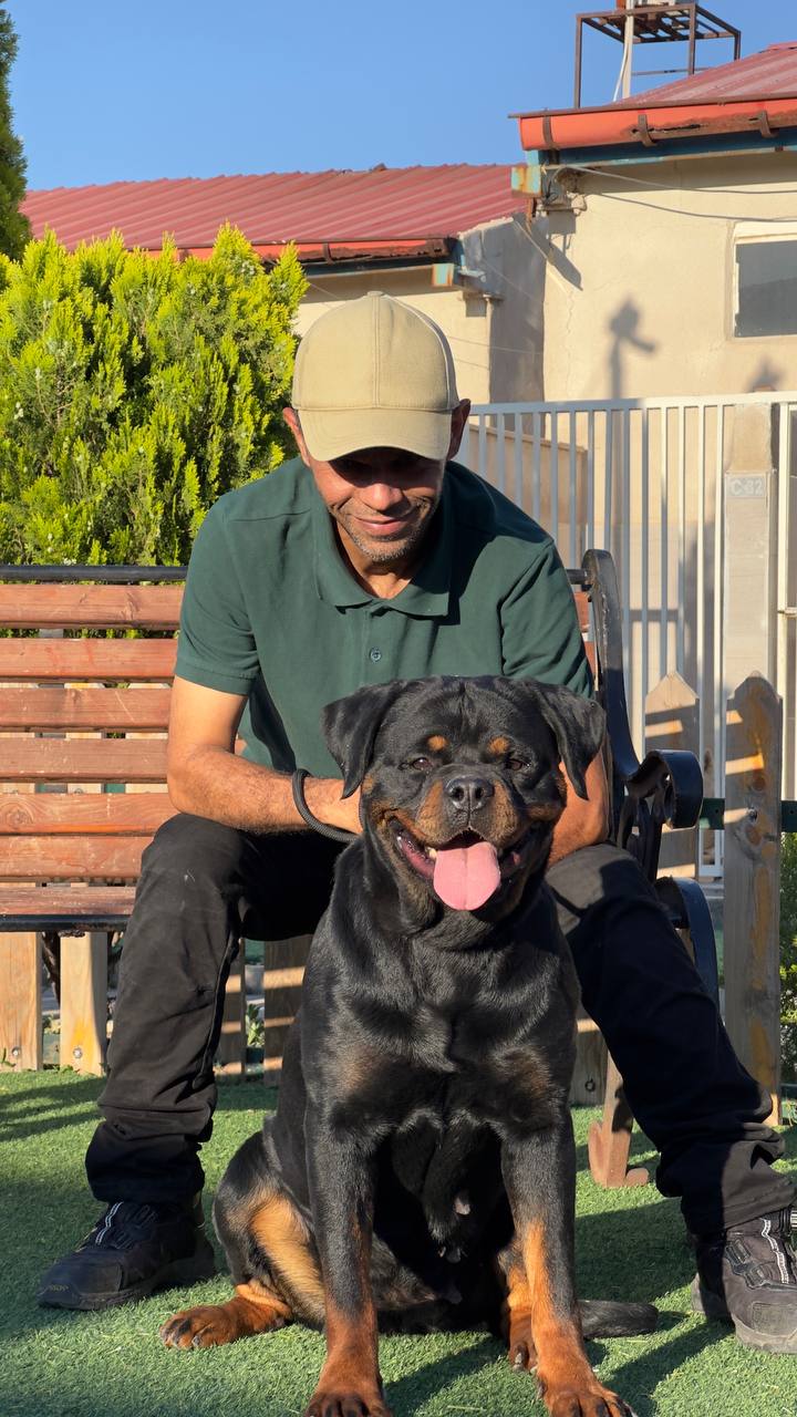 مولد نژاد روتوایلر هانا